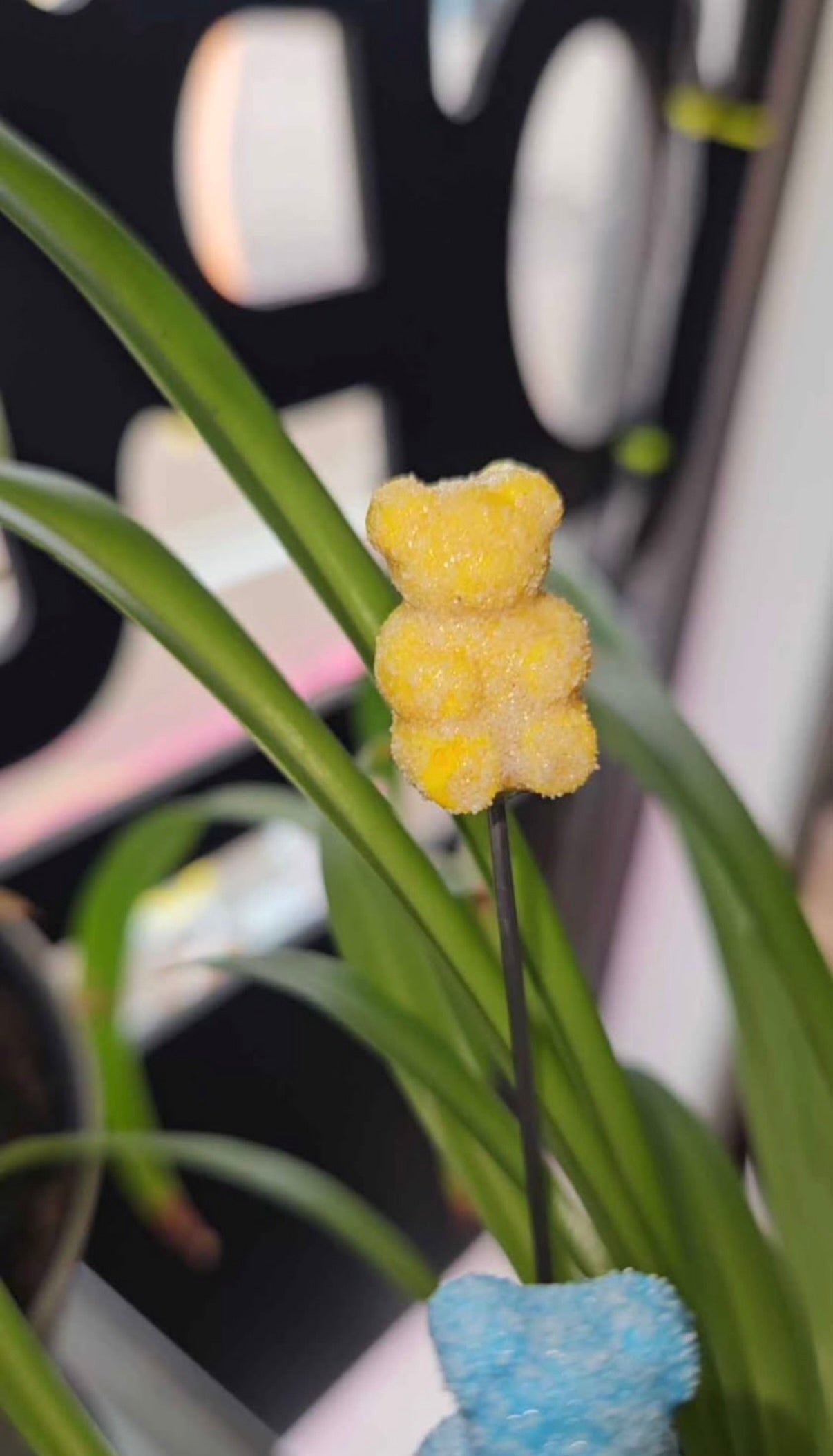 Sour Gummy bear poker