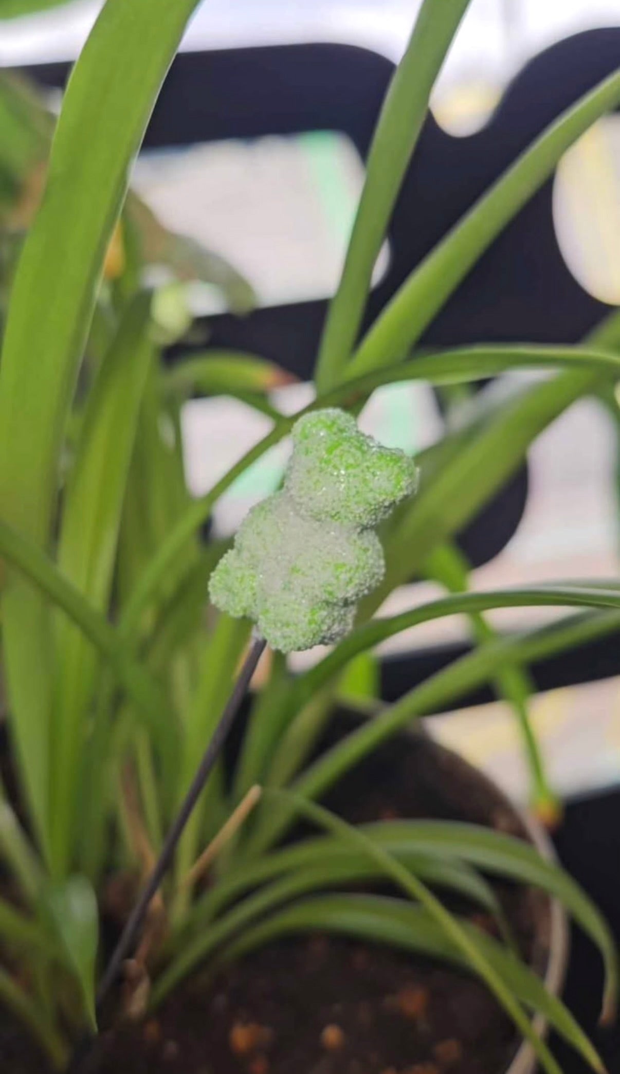 Sour Gummy bear poker