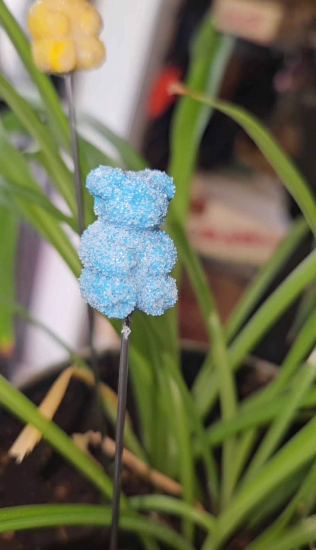 Sour Gummy bear poker